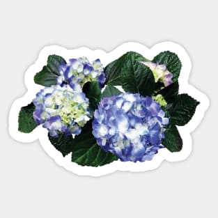 Hydrangeas - Clusters of Purple Hydrangea Sticker